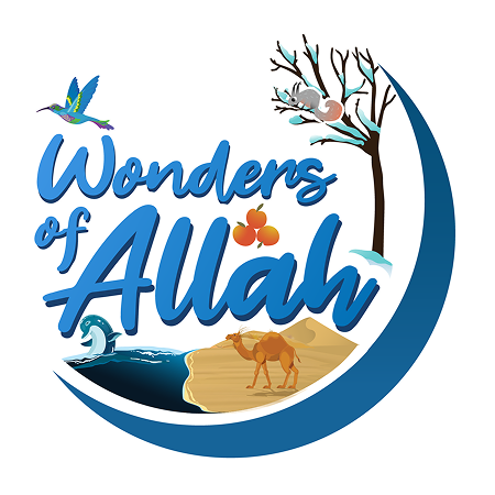 Wonders of Allah